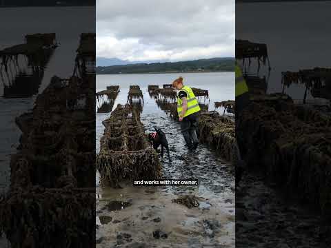 Meet Sgiath the dog named animal of the year for hunting down sea vomit