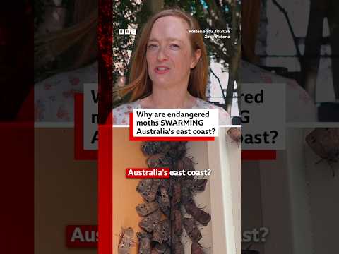 Why are endangered moths swarming Australia’s east coast? #BBCNews