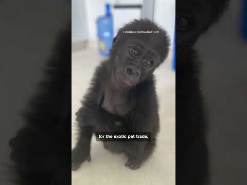 One gorilla’s journey from illegal traffickers to the wild