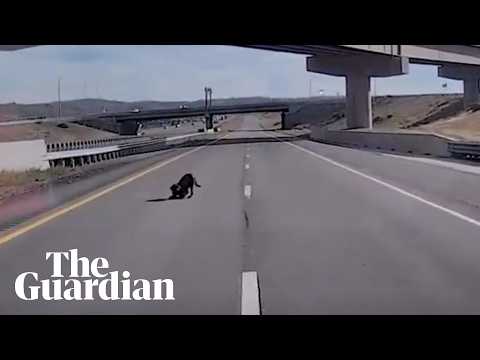 Utah police dog survives injury after leaping from overpass