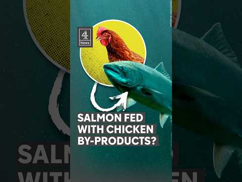 Salmon fed with chicken by-products?