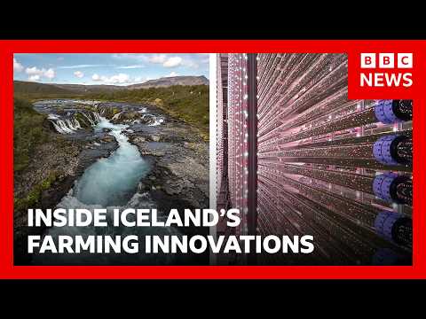 Inside Iceland’s farming innovations | BBC News