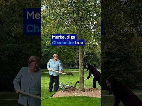 Merkel’s Linden: A tree for 16 years in office | DW News