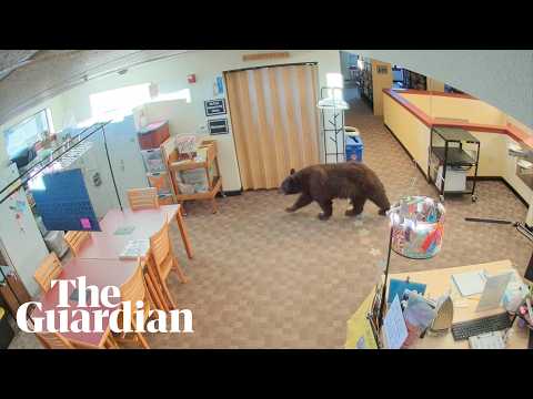 Curious black bear wanders around California library