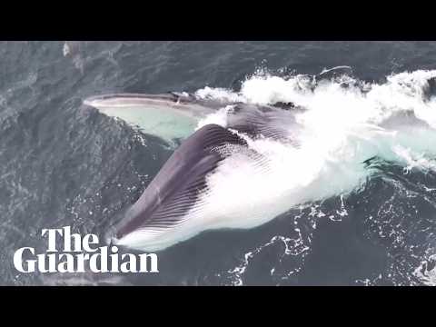 Whale in Wales: amateur photographer captures stunning footage