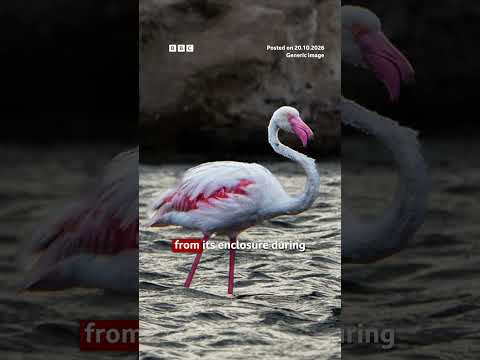 Canadian tourist found guilty in US of animal cruelty after stealing flamingo. #BBCNews