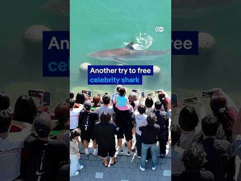Another attempt to free South Korea’s celebrity shark | DW News