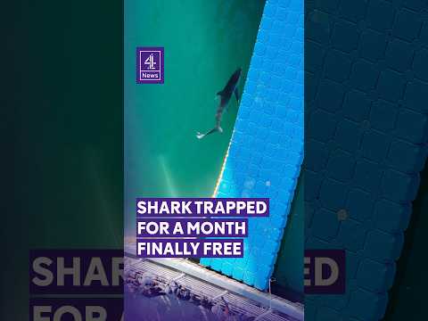 Shark freed from South Korean canal after being trapped for a month