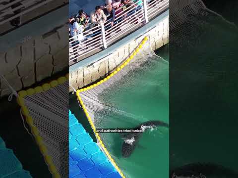 Shark stuck for a month in South Korean canal guided to freedom