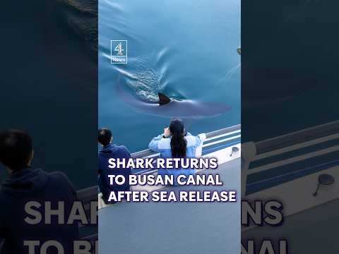 South Korea: Shark returns to Busan canal hours after being guided back to sea