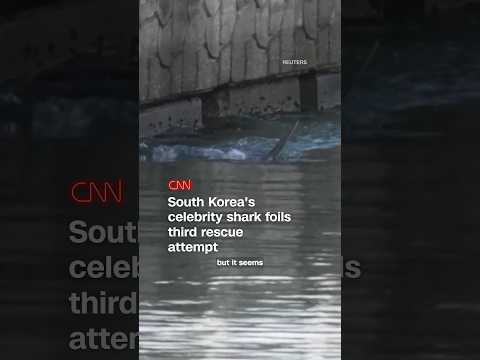 South Korea’s celebrity shark foils third rescue attempt