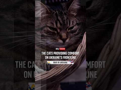 The cats providing comfort on Ukraine’s frontline