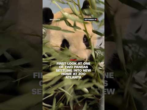 First images of Pandas at Atlanta Zoo