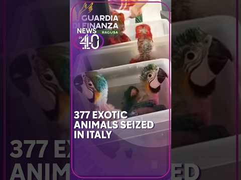 377 exotic animals seized in Italy
