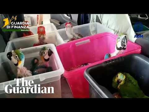 Italian authorities seize 377 exotic animals hidden in car at Sicily port