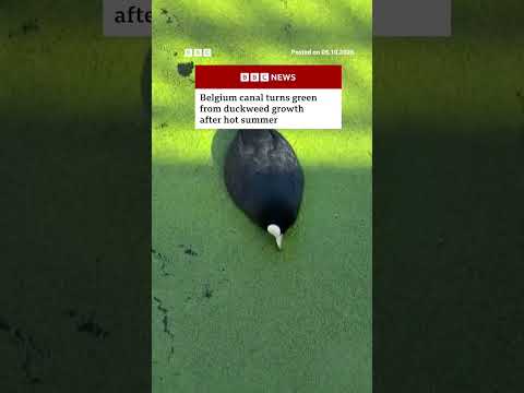 Belgium canal turns green from duckweed growth after hot summer. #BBCNews