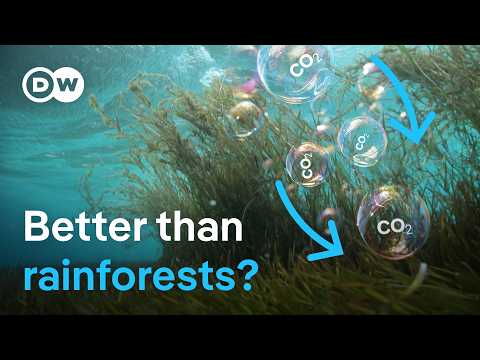 Seagrass: The tiny plant worth more than you think | DW News