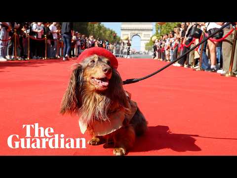 Hundreds of dachshunds march down the Champs-Élysées during Paris fashion week