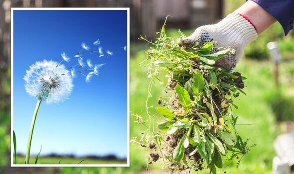 ‘Most important thing’ to do when killing weeds – or risk them returning ‘year after year’