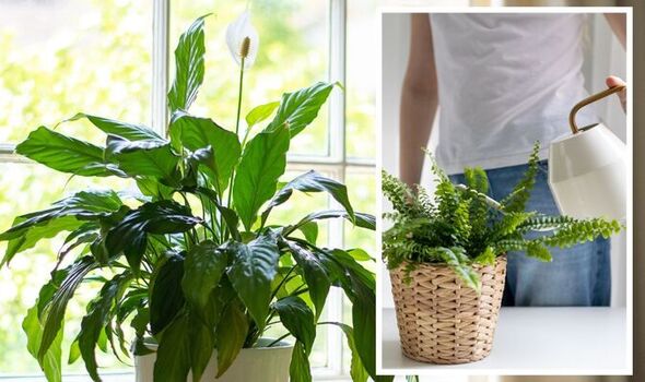 Six mould-loving houseplants to keep problem at bay – ‘practical and natural way’