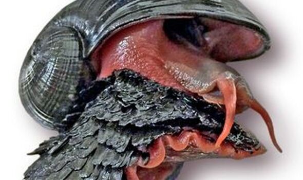 Mystery of snails with iron shells that survive inside white-hot volcanoes