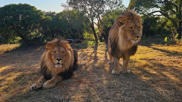 Brave lion brothers rescued from Ukraine ‘doing extremely well’ one year since being freed
