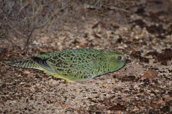 Stunningly rare bird seen for first time in 100 years and thought to be extinct