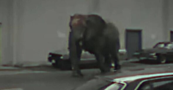 Circus elephant tramples trainer to death in desperate bid to escape