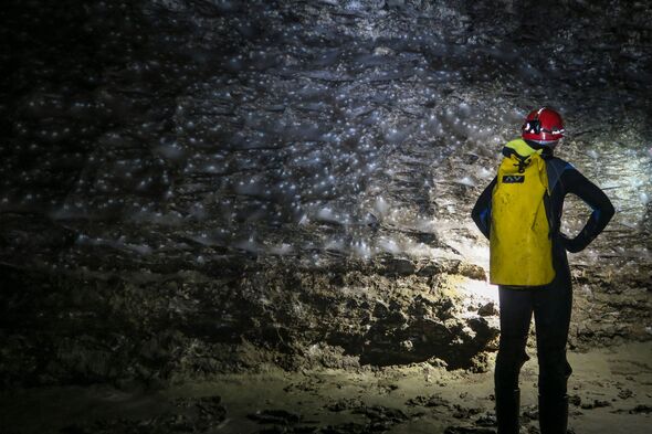 World’s biggest spider web spans two countries and houses more than 100k creepy crawlies