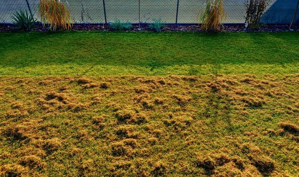 Moss will stay off lawns for good if 1 kitchen item is poured over the grass in winter