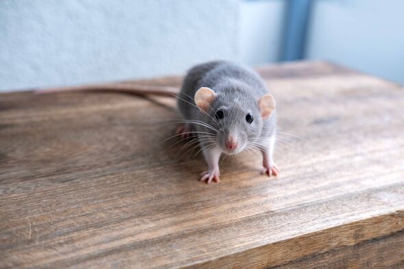 Stop using traps to catch rats and mice as £2 item prevents them ‘squeezing’ into home