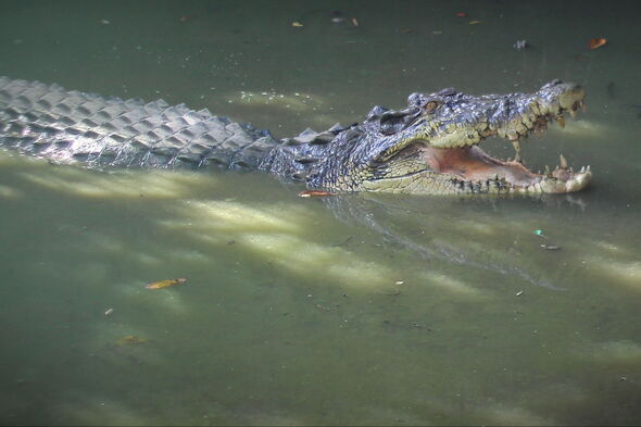 Horror as teenage boy is mauled to death by crocodile in front of friends