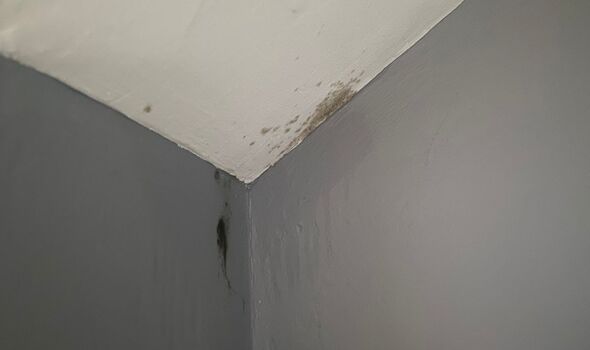 I removed damp and mould stains from my wall in 5 minutes by wiping it with 1 natural item