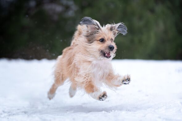 Urgent warning to all dog owners to ‘limit walks’ from today