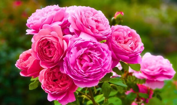 Roses will be flush with flowers after winter if you do gardener’s 5-minute job now