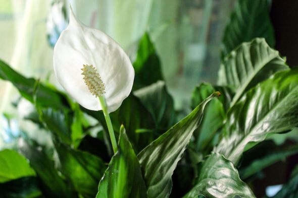 Peace lilies will ‘bloom continuously’ instead of once a year by moving them to 1 location