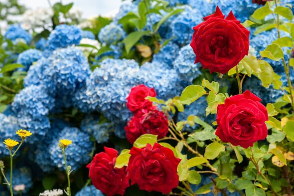 I did 1 gardening job in January Monty Don always does to protect my roses and hydrangeas