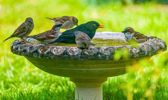 Anyone with a birdbath needs to pour 1 simple item in it before spring begins