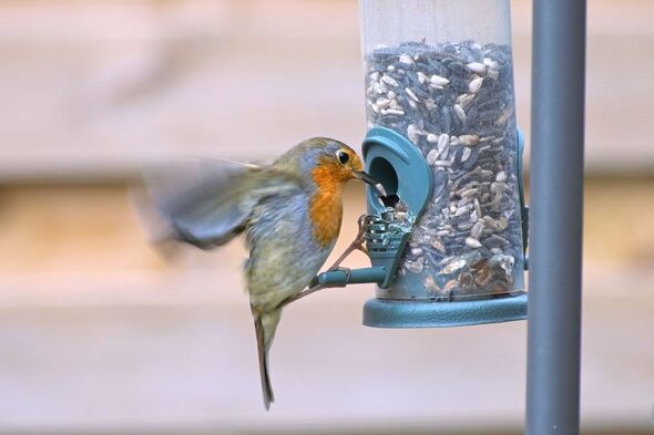 Anyone with bird feeders urged to move them to 1 simple spot in their garden