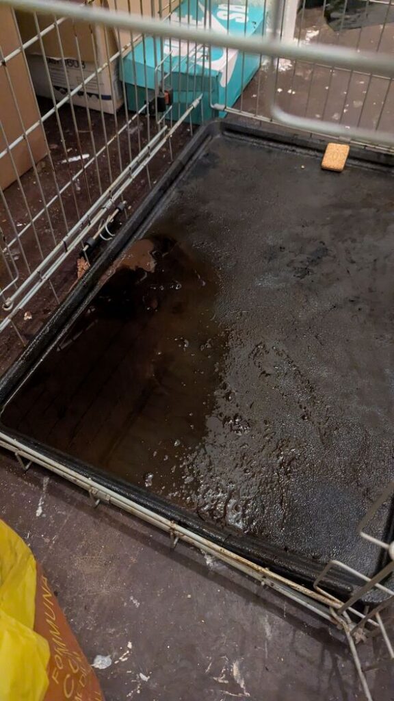 French bulldog starved to death in a cage with just 1 custard cream biscuit to eat