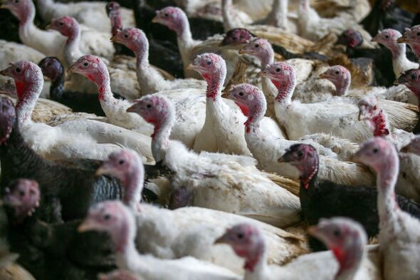 Bird flu latest as major update issued over UK turkeys