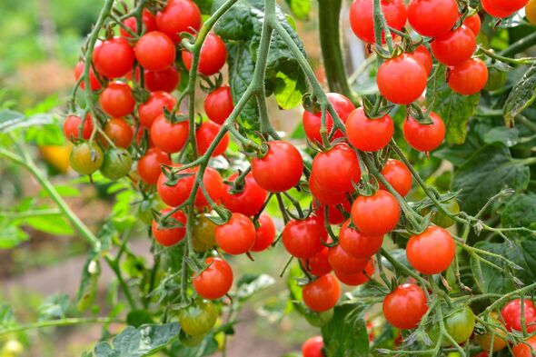 Gardening expert says you can grow ‘loads’ of tomatoes with simple trick