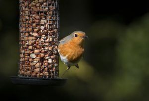Attract robins, sparrows and blue tits by adding 1 simple item to bird feeders for spring