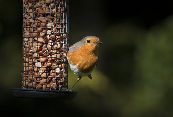 Attract robins, sparrows and blue tits by adding 1 simple item to bird feeders for spring