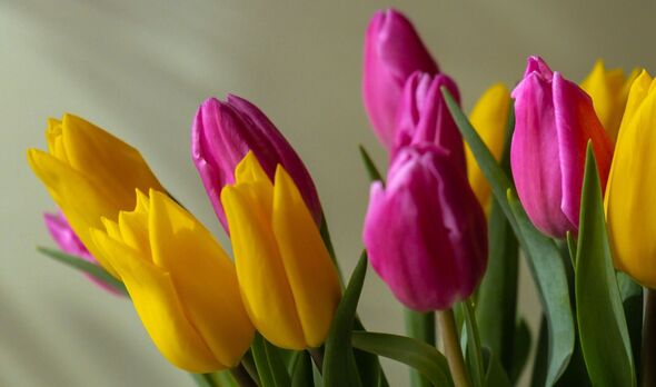 ‘I tried 3 methods to stop tulips drooping and clear winner lasted for days’