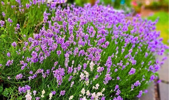 Lavender can grow better flowers in July if 1 natural item is sprinkled on the soil