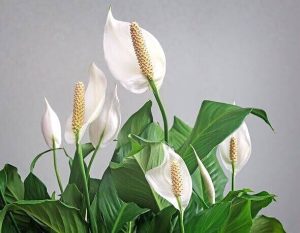 Peace lilies ‘explode with flowers’ after expert uses 1 cup of simple kitchen ingredient