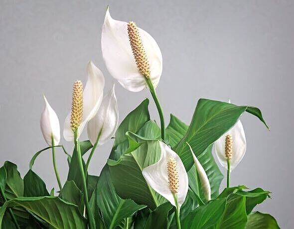 Peace lilies ‘explode with flowers’ after expert uses 1 cup of simple kitchen ingredient