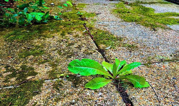 Weeds will not grow back if you pour 1 natural item on patios — not vinegar or salt