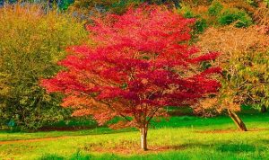 Japanese maples will bloom brilliantly if you avoid 1 common gardening task in autumn